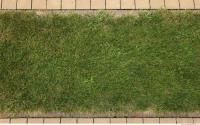 photo texture of grass 0009